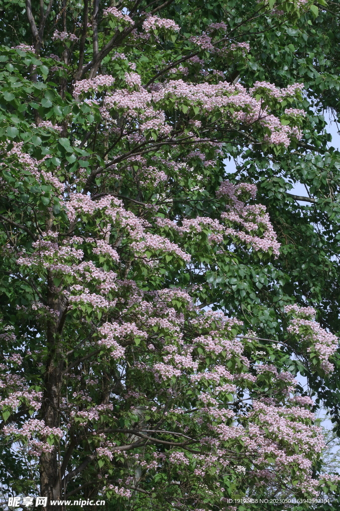 楸树花