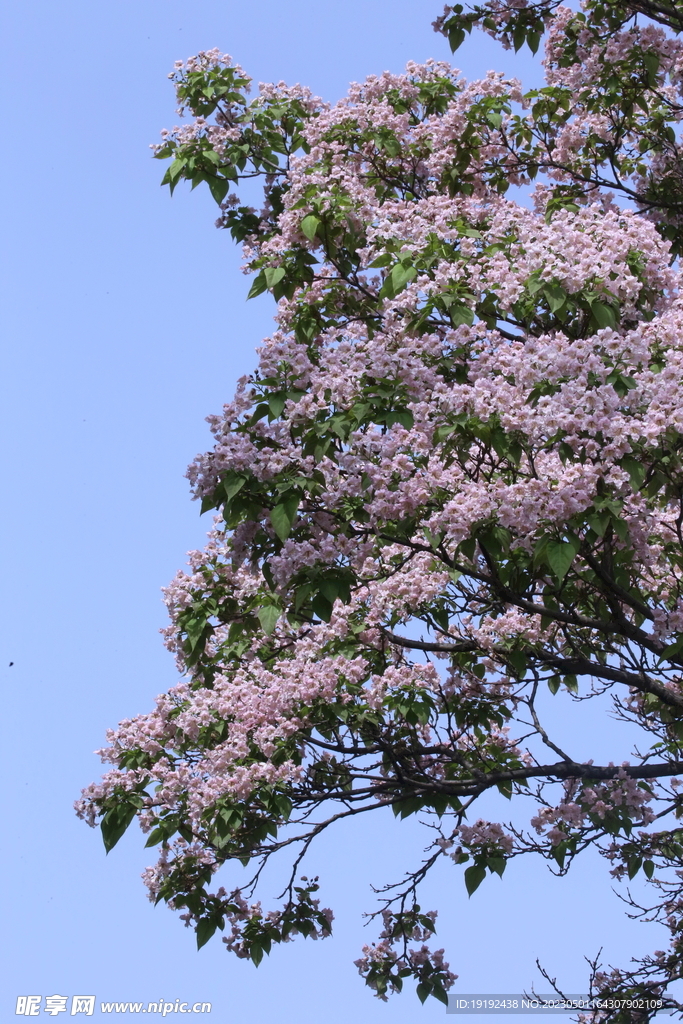 楸树花 