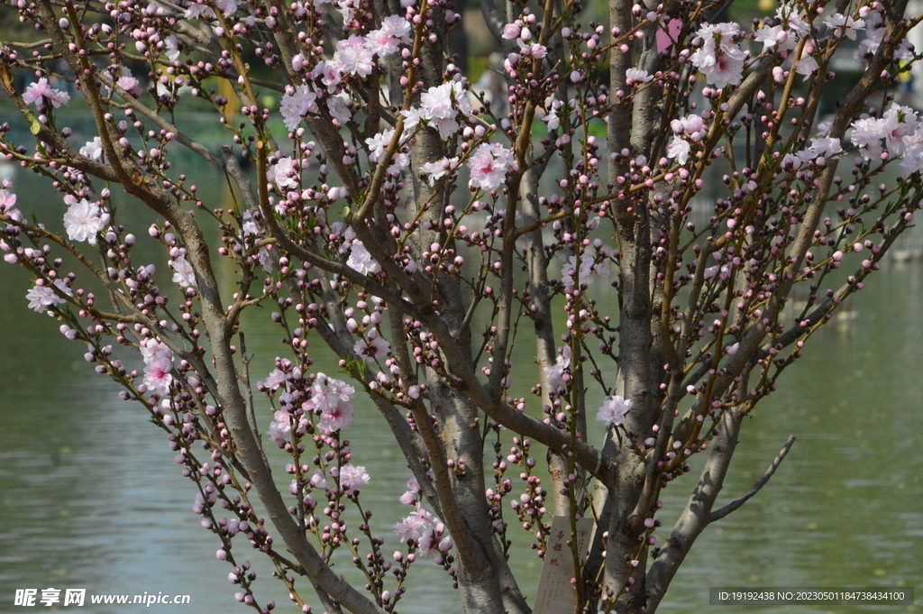 碧桃花
