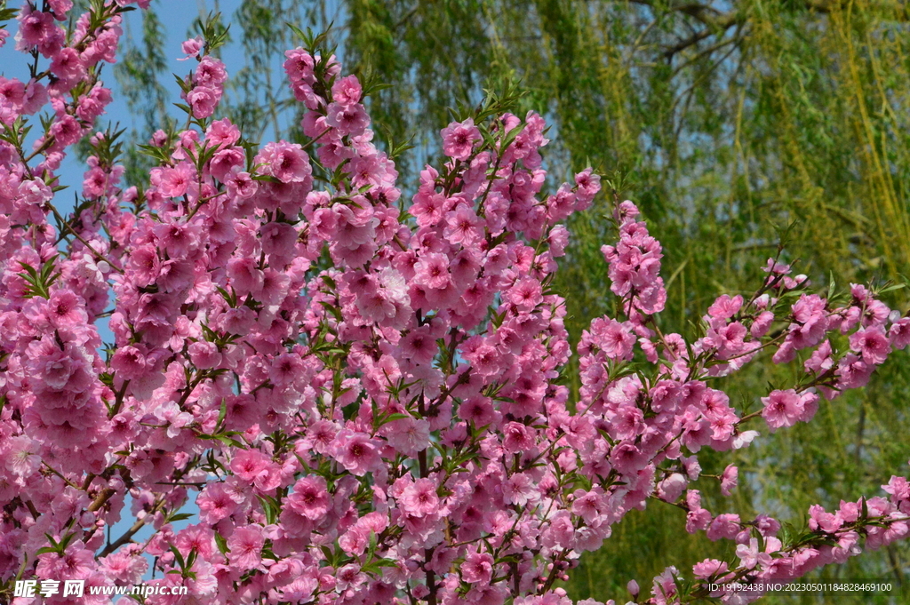 碧桃花