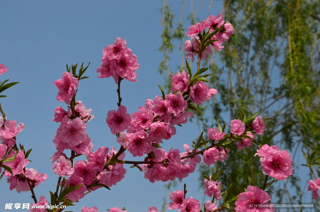 碧桃花