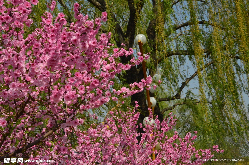 碧桃花 