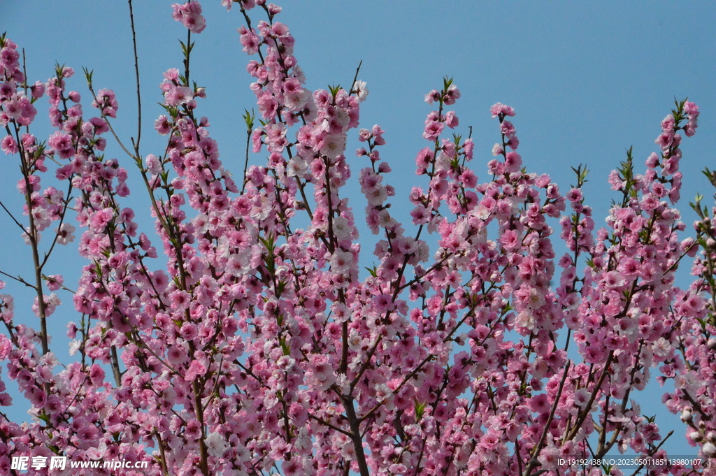 碧桃花 