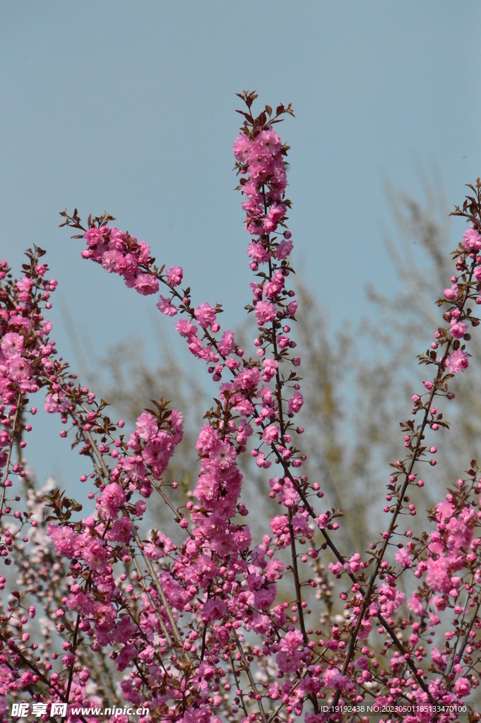 碧桃花