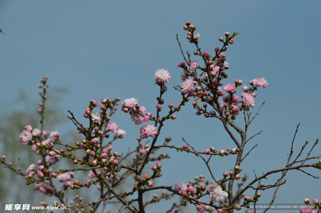 碧桃花