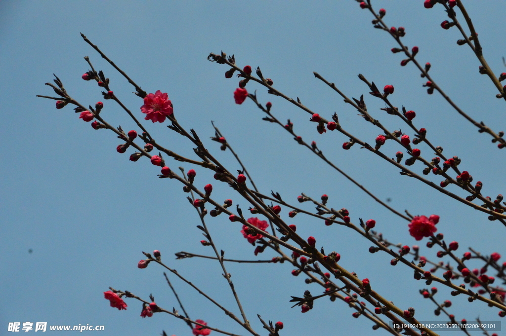碧桃花