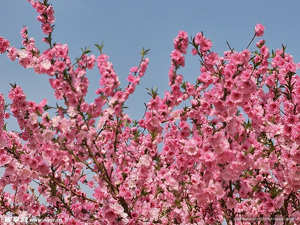 碧桃花 