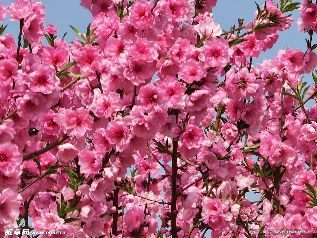 碧桃花 