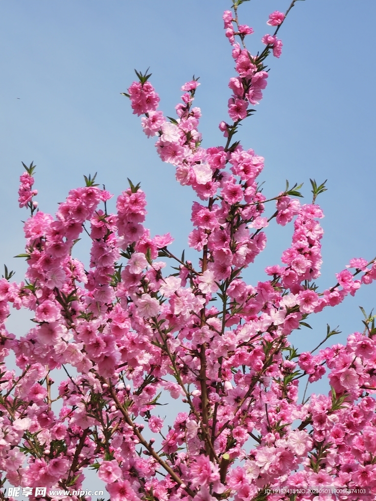 碧桃花 