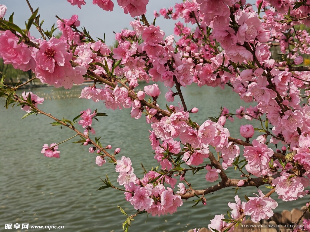 碧桃花 