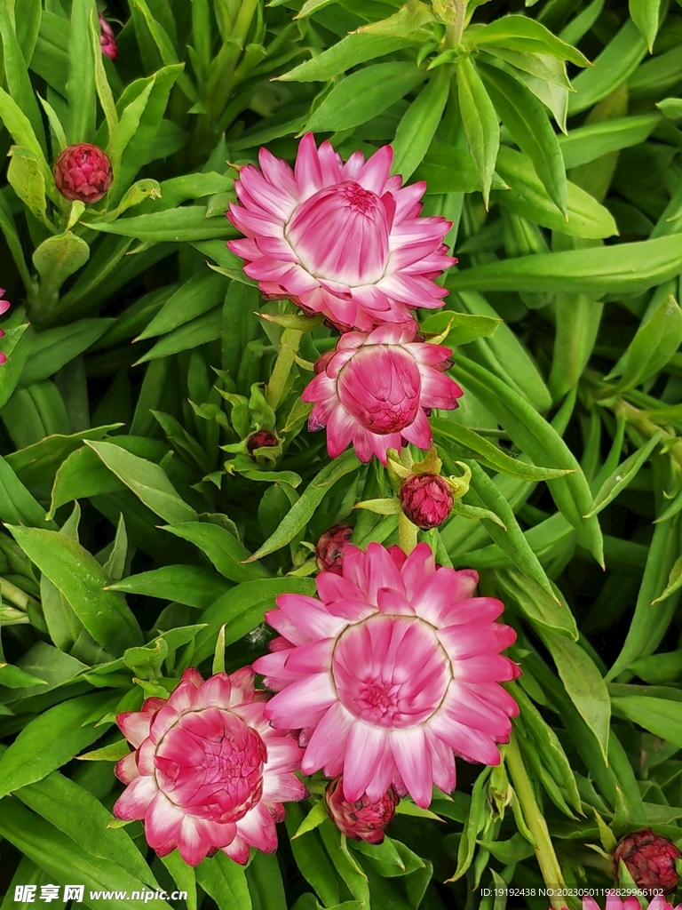 蜡菊 