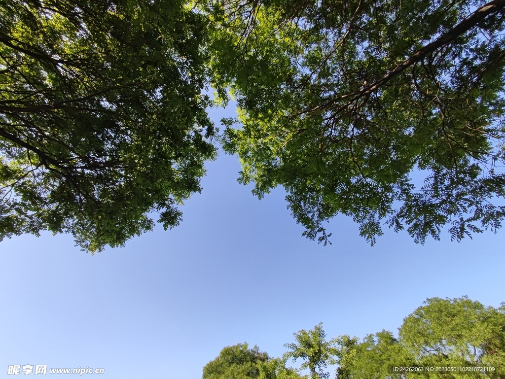 仰拍树叶