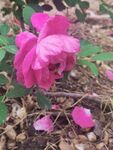 玫瑰花