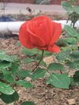 玫瑰花