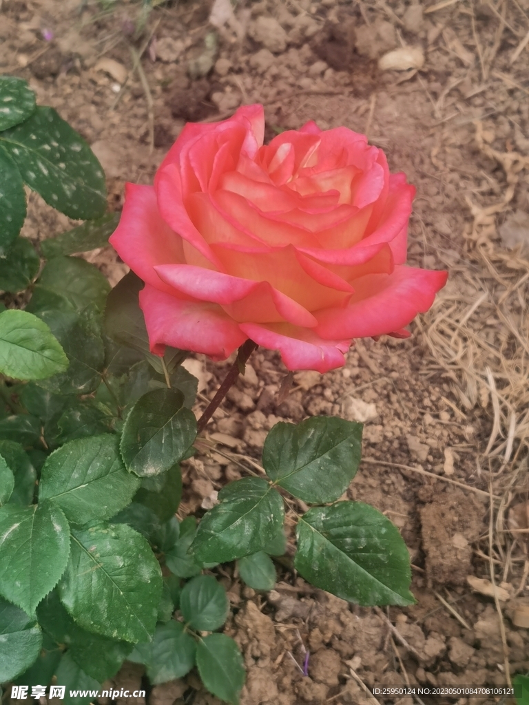 玫瑰花