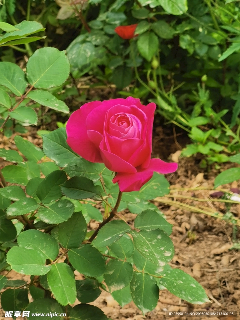 玫瑰花