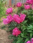 芍药