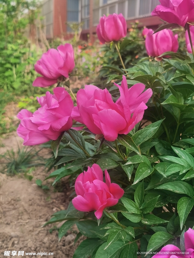 芍药