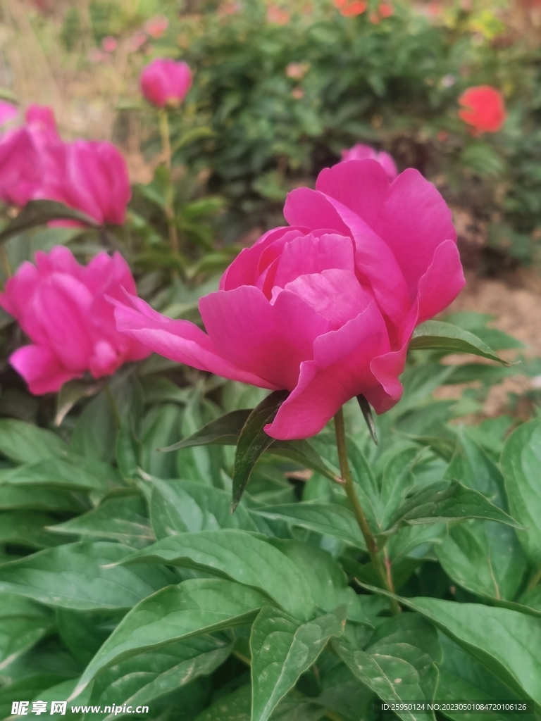 芍药