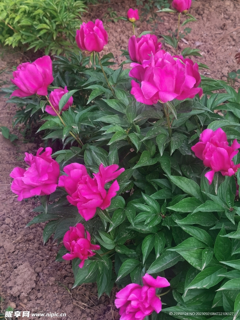 芍药