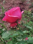 玫瑰花