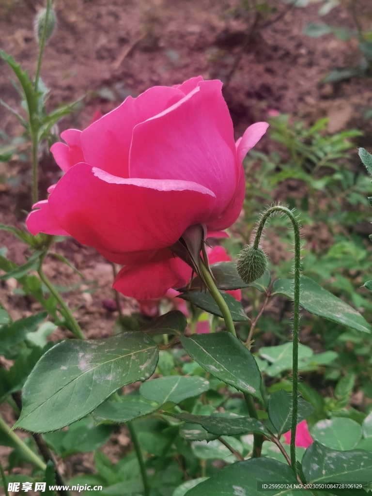 玫瑰花