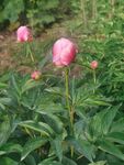 芍药