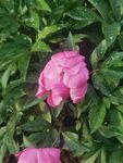 芍药
