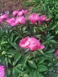 芍药