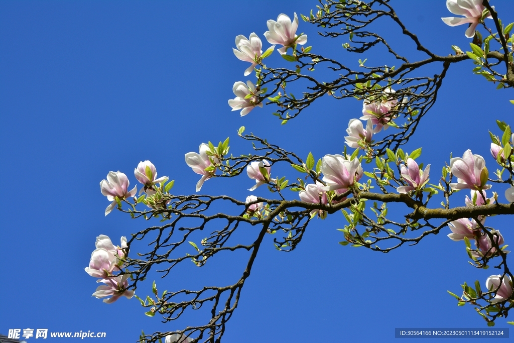 玉兰花