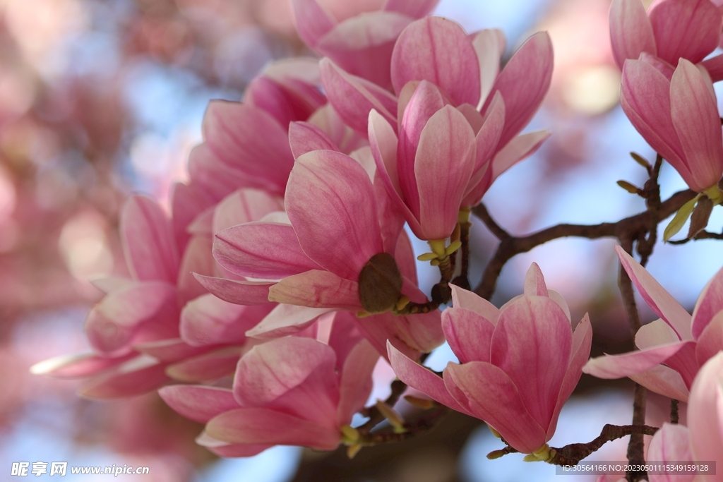 玉兰花