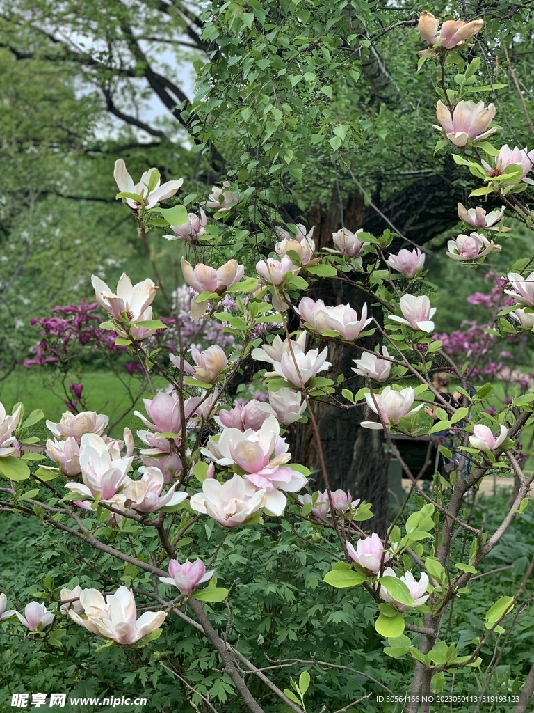 玉兰花