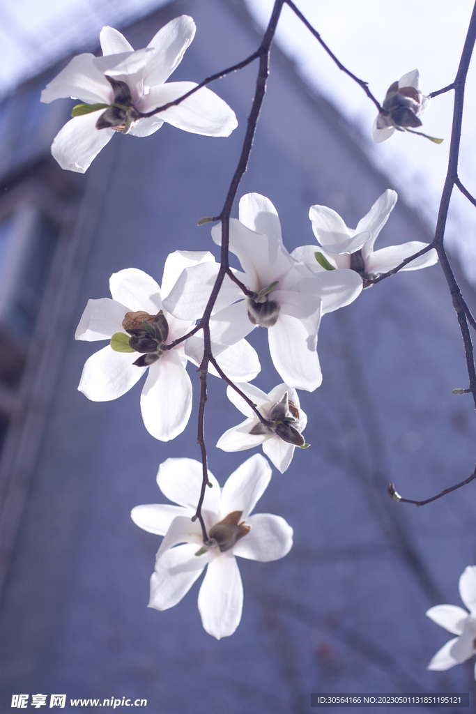 玉兰花