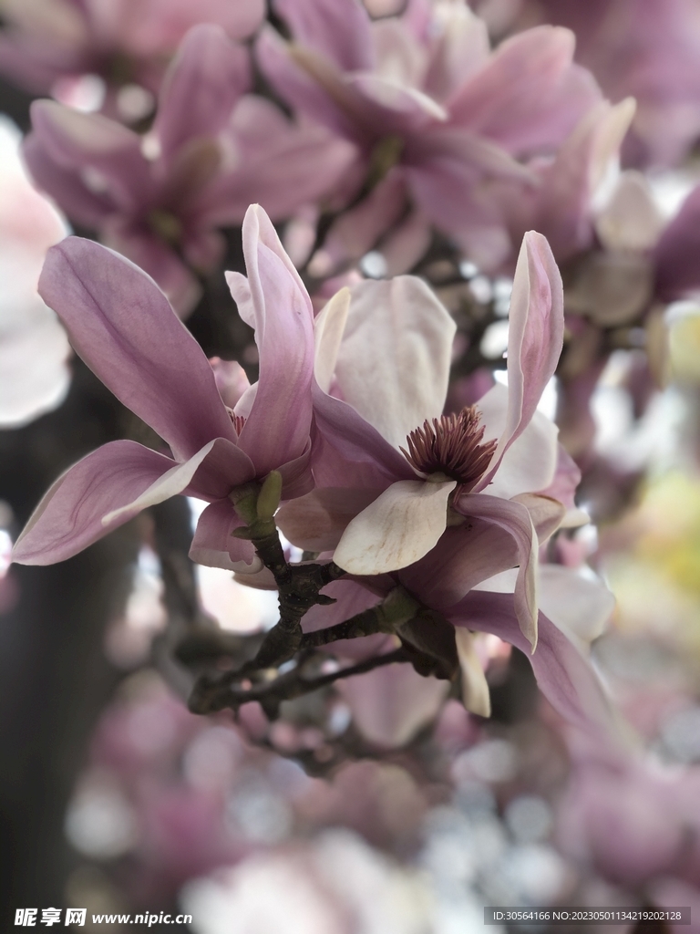 玉兰花