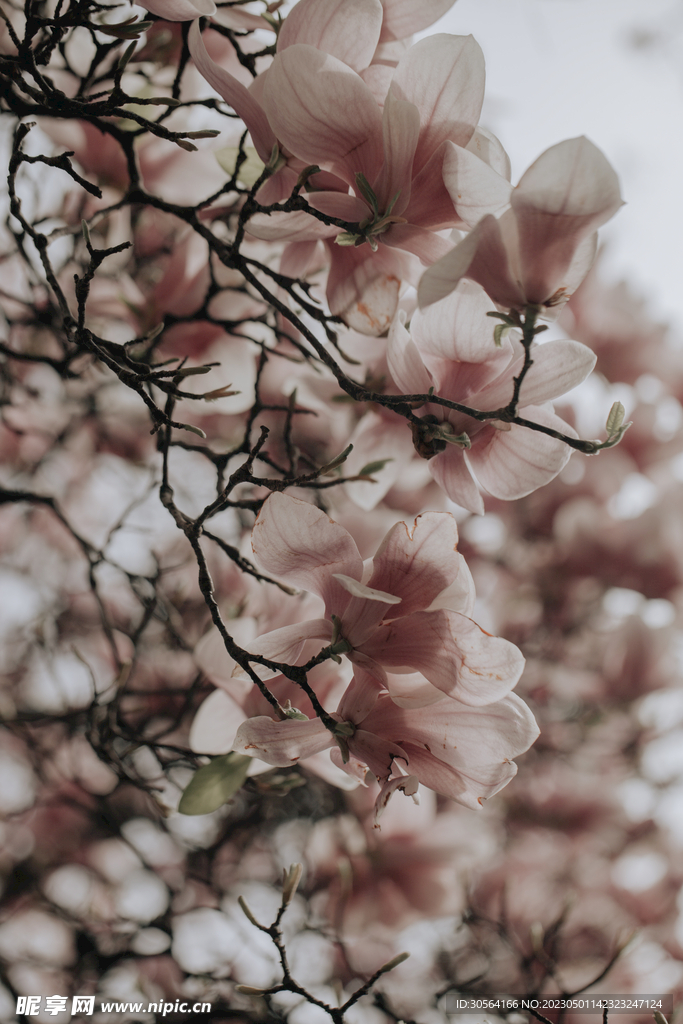 玉兰花
