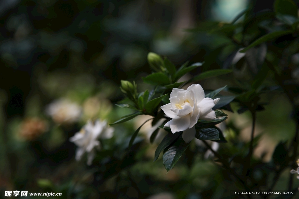 栀子花