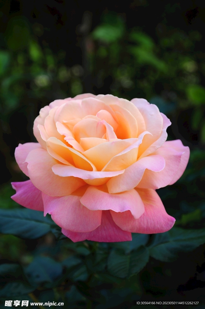梧桐花