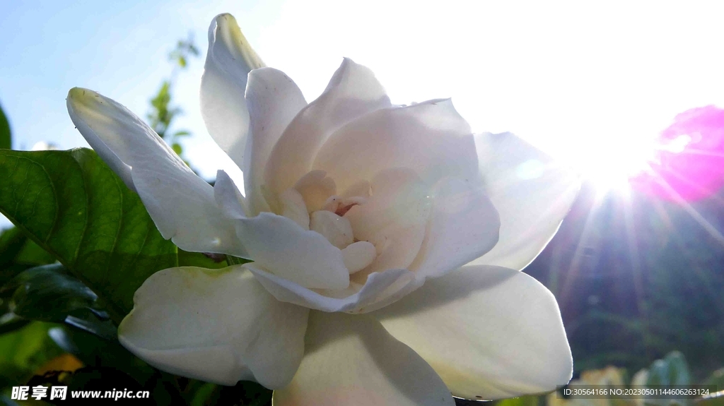 栀子花