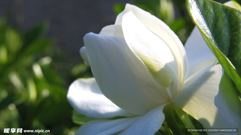 栀子花