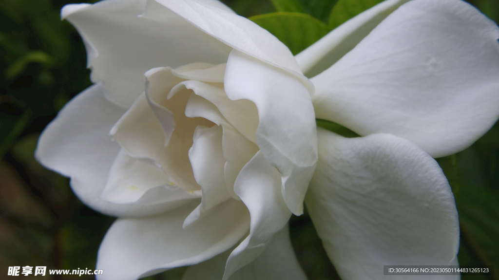 栀子花