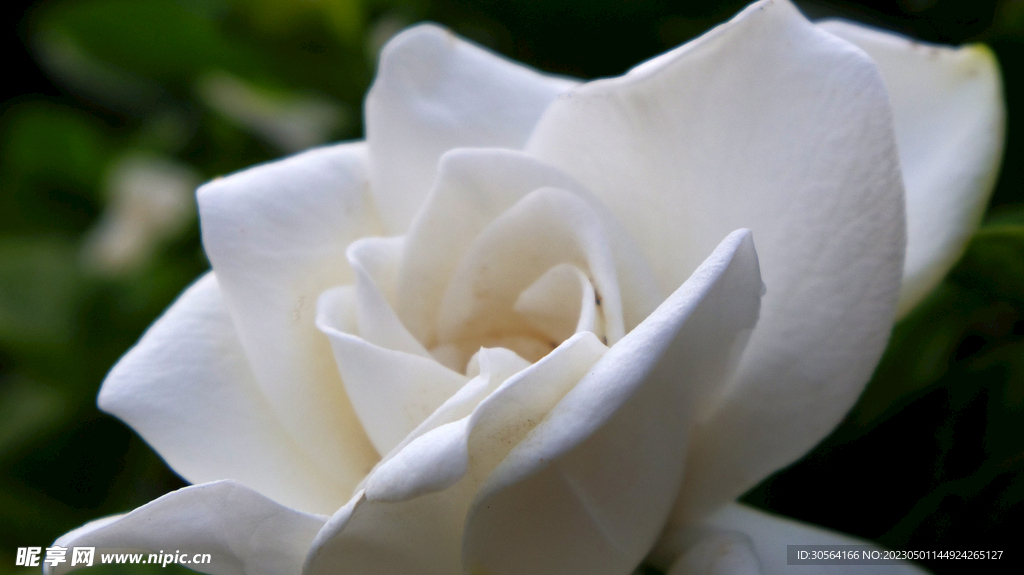 栀子花