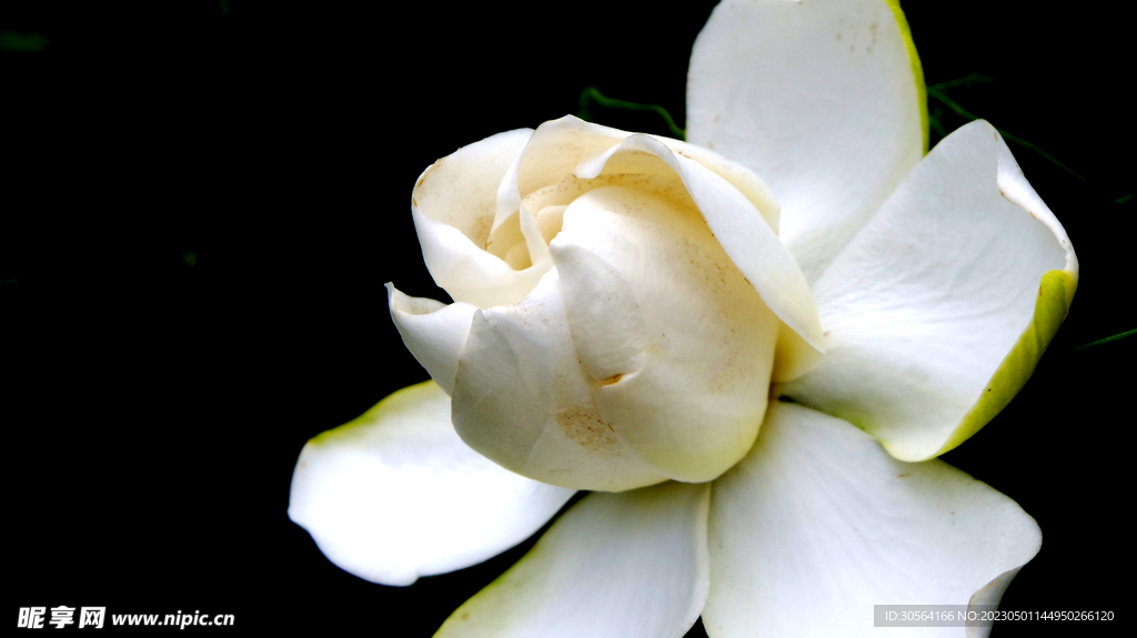 栀子花