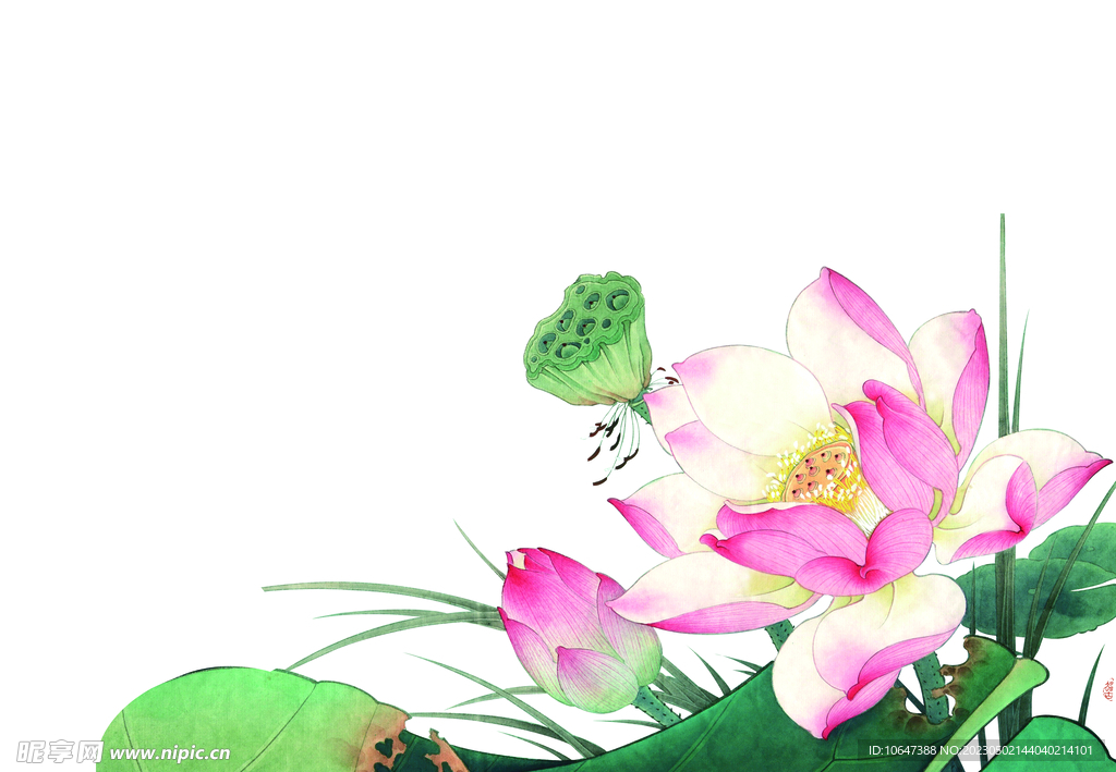 荷花