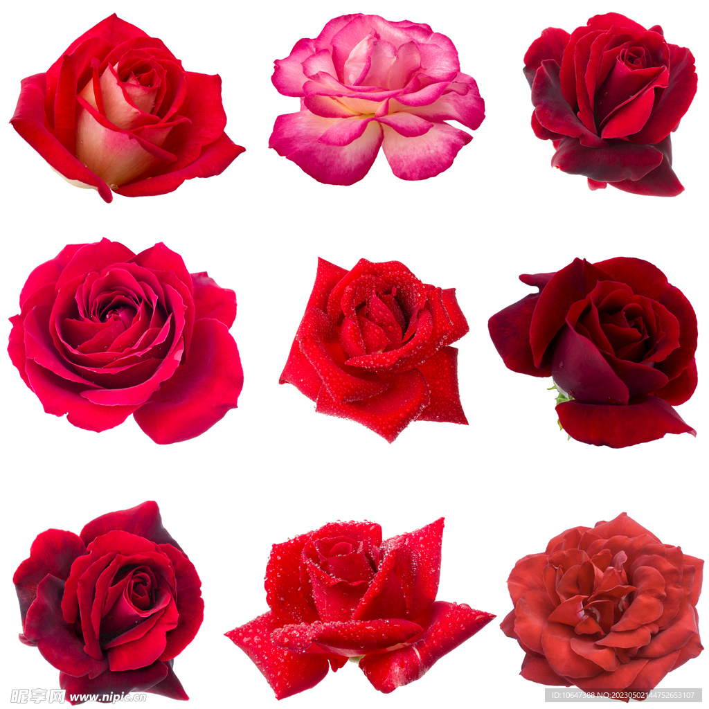 玫瑰花