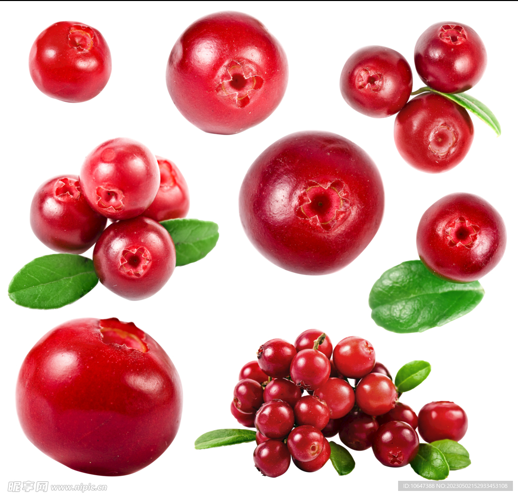 5大健康食品之一——蔓越莓可用植物非试管高效快繁技术快繁_越橘_种植_中国