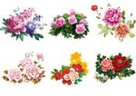 牡丹花