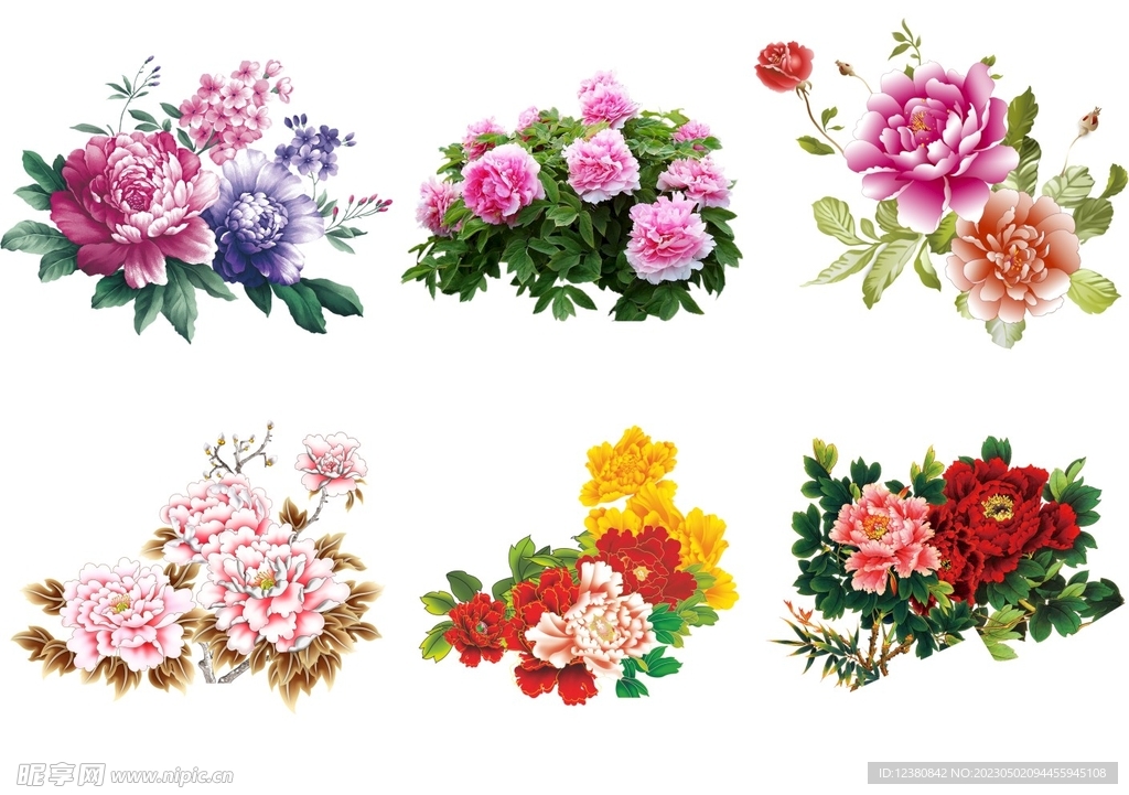 牡丹花