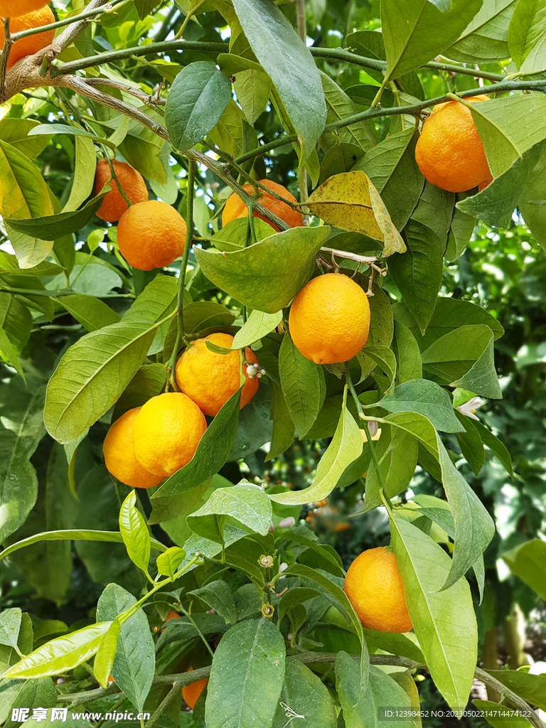 柑橘