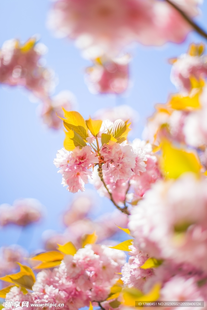 樱花