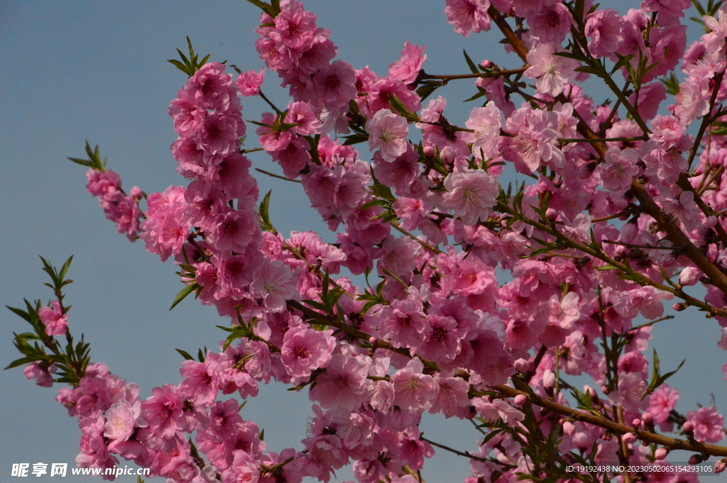 碧桃花